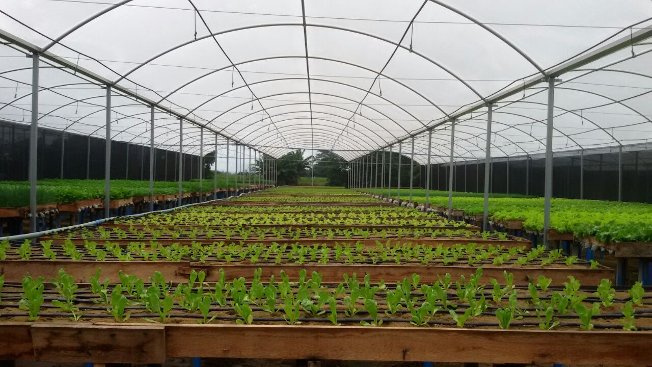 Campo